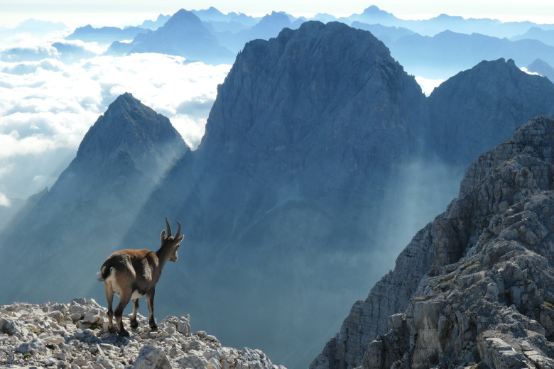 Alps in the background, capricorn in the foreground.