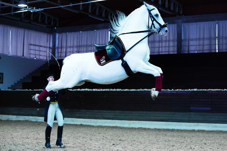 A horse in the air, led by a dressage rider.