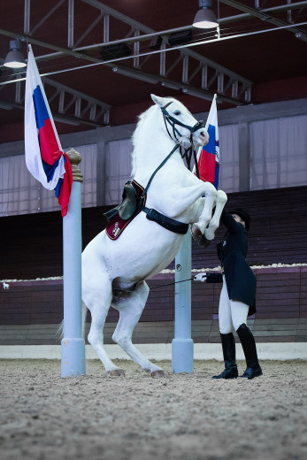 The horse is standing on its hind legs, with the dressage rider beside it.