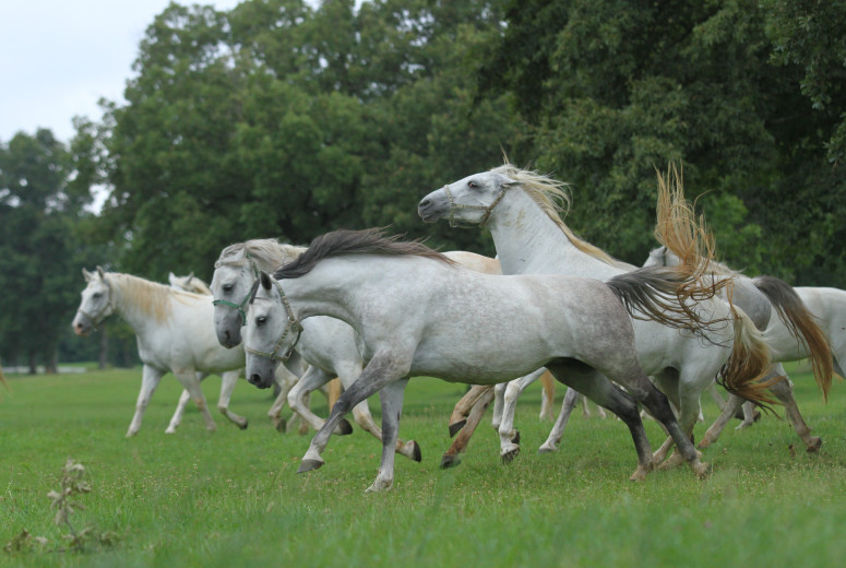 Lipizzaners at a gallop in Lipica.