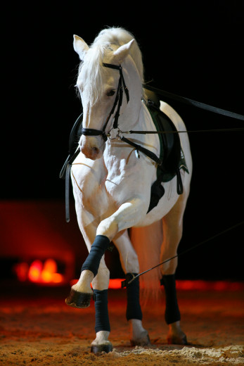 Dressage of the horse.