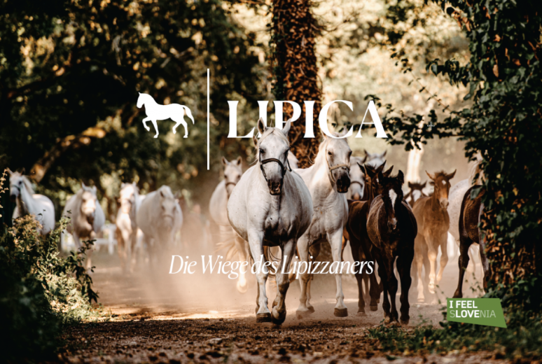 A herd of Lipizzaners on the cover of a German brochure.