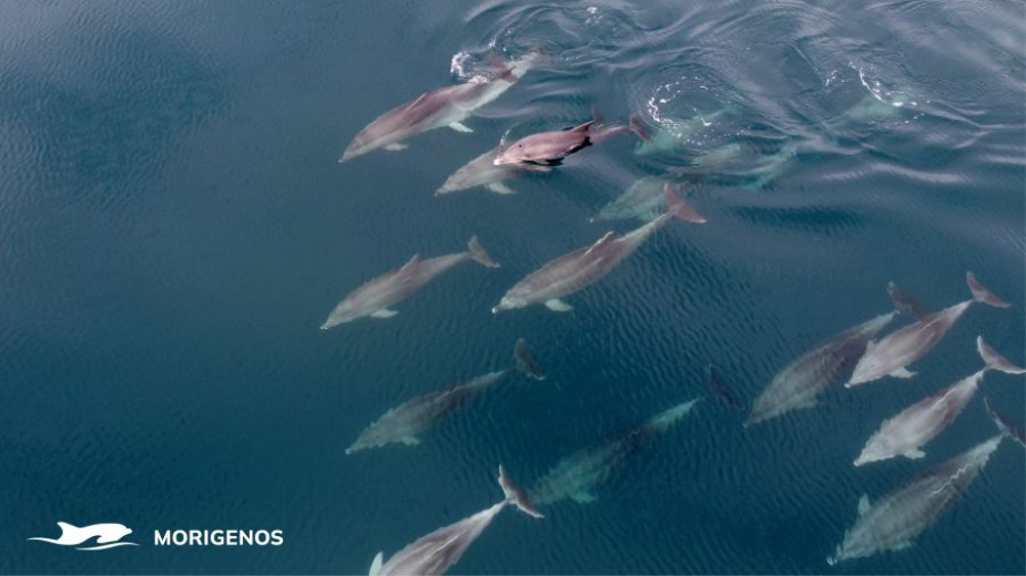 A pod of dolphins swimming in the sea just below the surface.