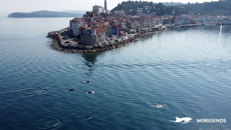 An aerail view of a little costal town. Dolphins in the water.