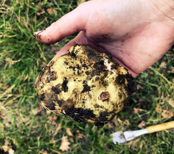 A truffle in a human hand.