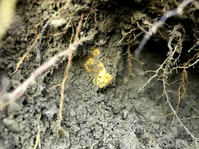 White truffle among tree roots.