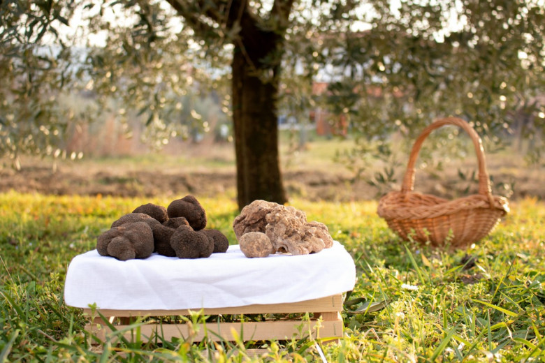 Truffles on display under a tree.