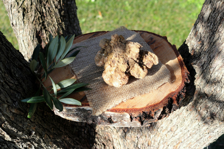 Truffles on a tray on a tree.