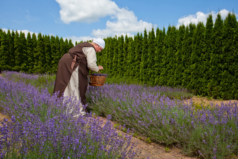 Monk in the lavender garden.