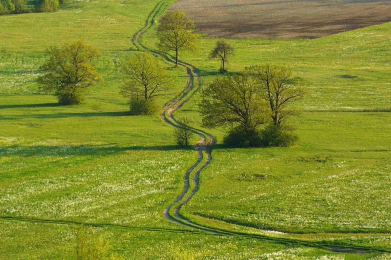 A panoramic view of the Planinsko polje landscape, capturing green meadow and a few trees along the cart track.