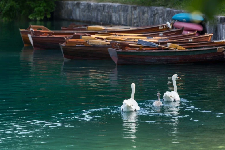 Swans swimming towards the boats on the lake.