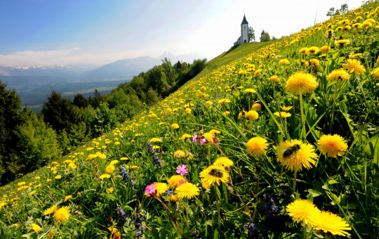 Naslovna Cvetoci travniki pod cerkvico na Jamniku prvo mesto na tekmovanju cebelarske fotografije v Montpellieru Francija