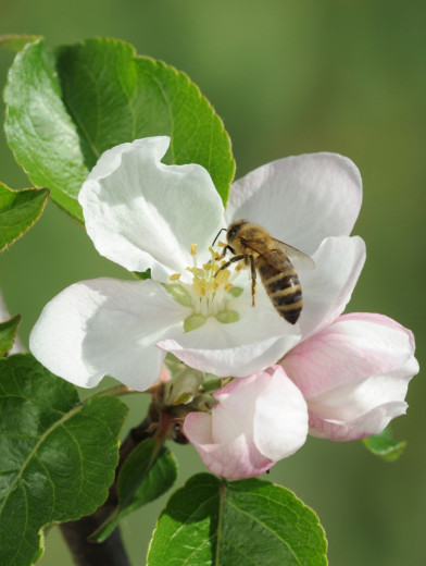 Čebela na cvetu jablane.