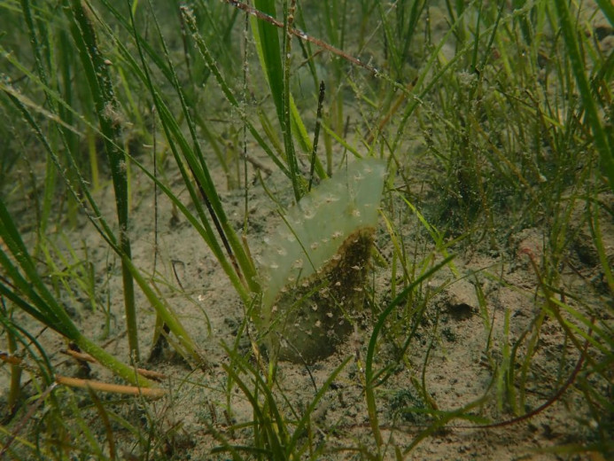 Underwater seagrass meadow over a sandy seabed, with a juvenile noble pen shell partially hidden among the plants.