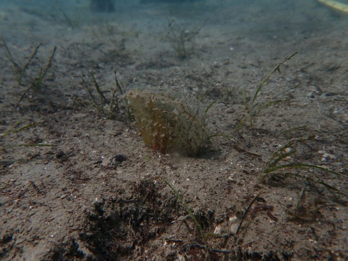 Juvenile noble pen shell on a sandy seabed.
