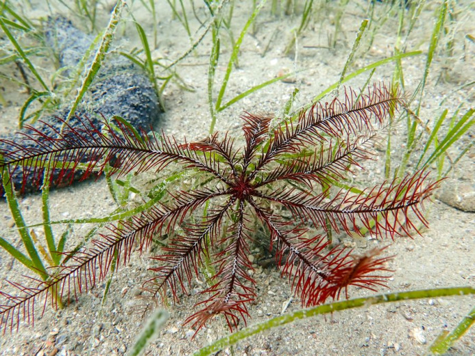 Underwater feather star with delicate red-brown feathery arms spread across a sandy seabed among green seagrass.