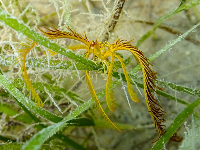 Close-up underwater view of a yellow Mediterranean feather star resting on seagrass.