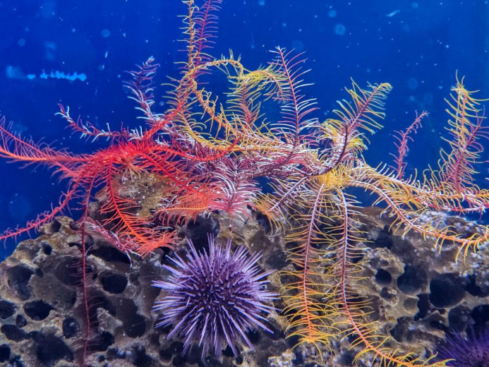 Underwater scene of red and yellow feather stars draped over porous reef rock, with a purple sea urchin below.