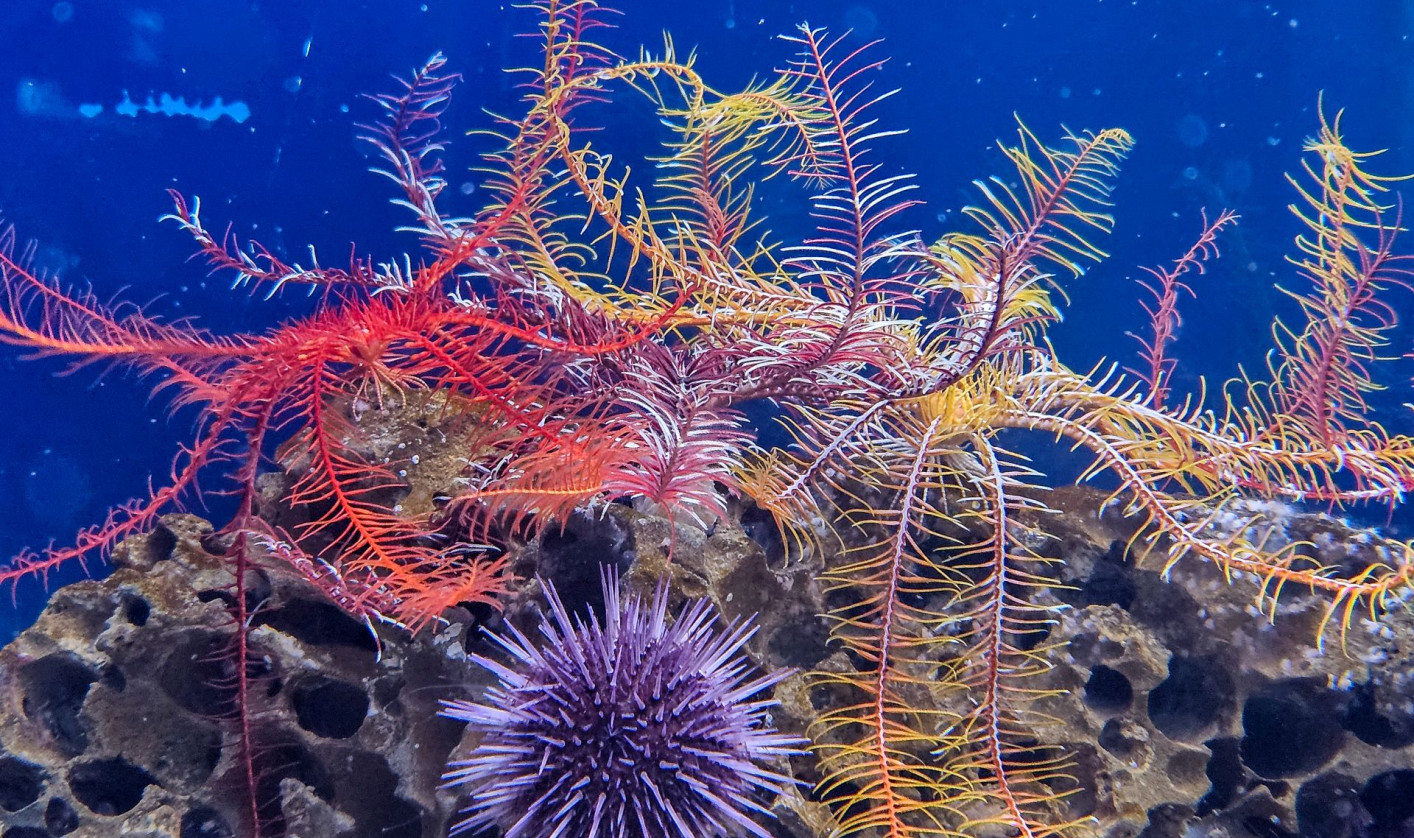 Underwater scene of red and yellow feather stars draped over porous reef rock, with a purple sea urchin below.