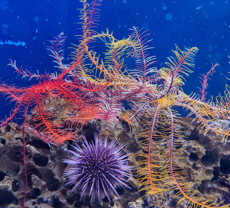Underwater scene of red and yellow feather stars draped over porous reef rock, with a purple sea urchin below.
