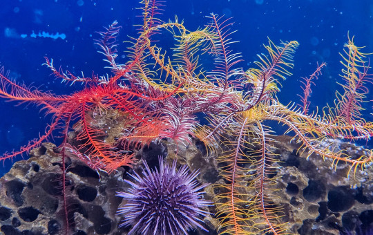 Underwater scene of red and yellow feather stars draped over porous reef rock, with a purple sea urchin below.