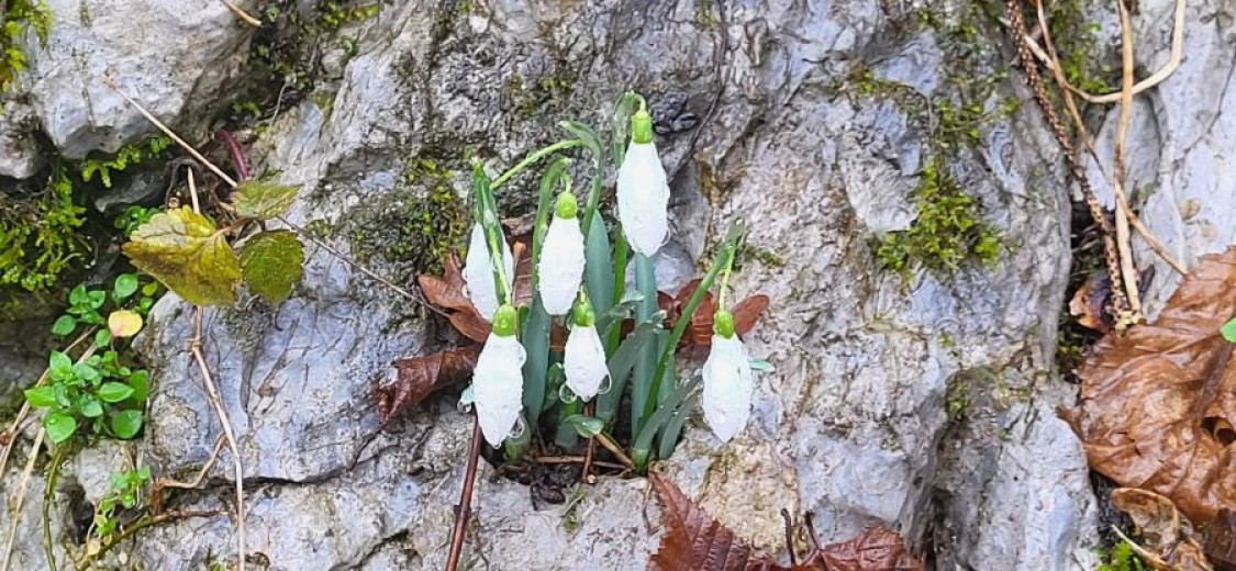 Cluster of delicate white snowdrop flowers emerging from a rocky surface, surrounded by green and brown leaves.