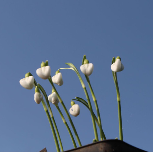 Delicate snowdrops rise against a clear blue sky.