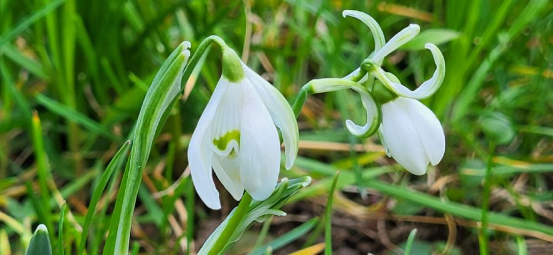 Two delicate white snowdrop flowers with green accents bloom amidst lush green grass.