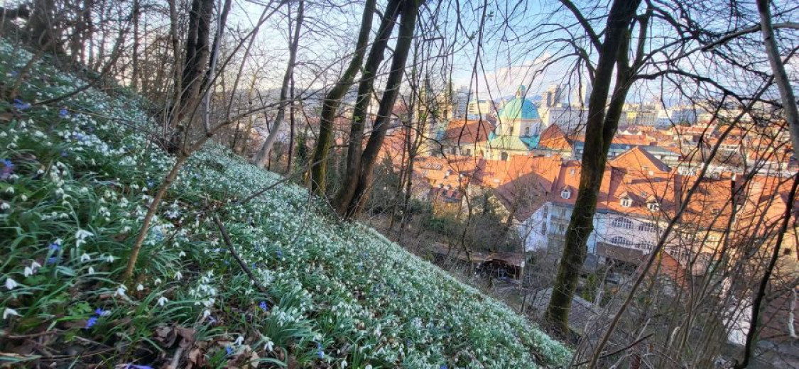 A hillside of white snowdrops with trees in the foreground and red-roofed town below under a clear blue sky.