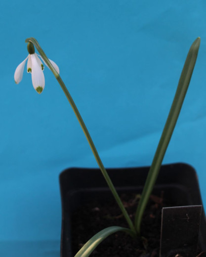 Snowdrop plant with one flower growing in a pot. 