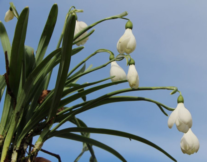 Snowdrop with multiple flowers against a blue sky.
