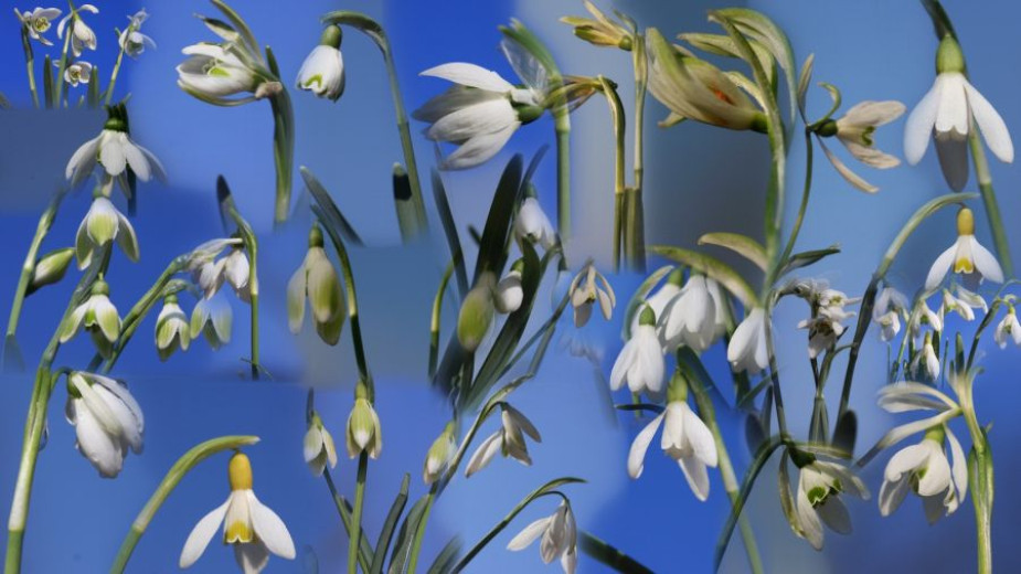 Collage of snowdrop flowers with white petals and green stems.