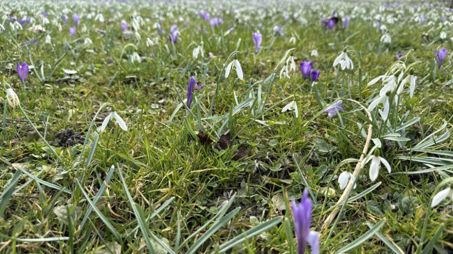 Medow covered in snowdrops and saffron.