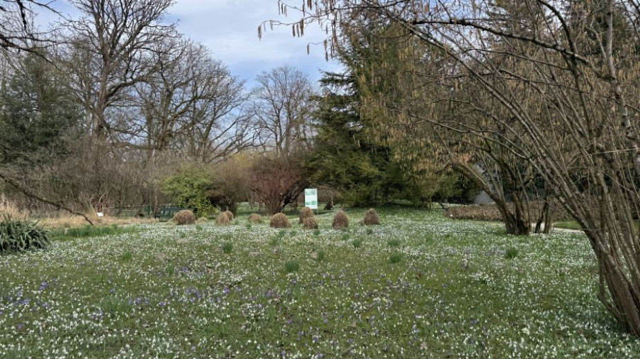 A meadow covered with snowdrops and surrounded by trees. 