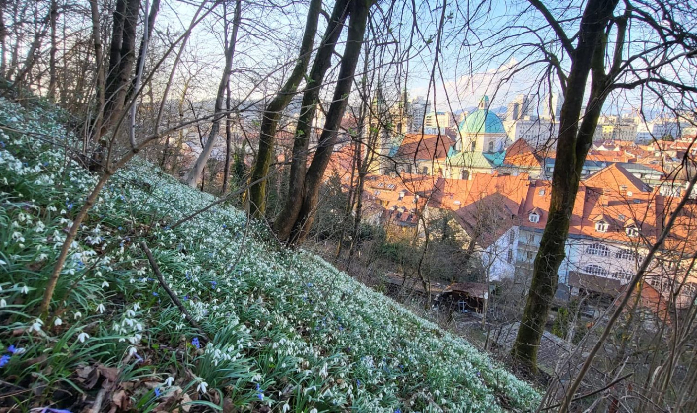 A hillside of white snowdrops with trees in the foreground and red-roofed town below under a clear blue sky.