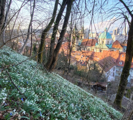 A hillside of white snowdrops with trees in the foreground and red-roofed town below under a clear blue sky.